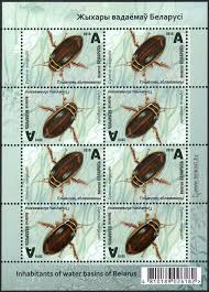 Attēlu rezultāti vaicājumam “Dytiscus marginalis”