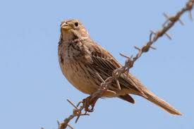 Image result for Emberiza calandra
