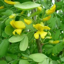 Attēlu rezultāti vaicājumam “Caragana arborescens flower”