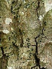 Attēlu rezultāti vaicājumam “Bacidia subincompta”