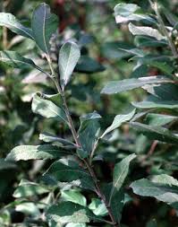 Attēlu rezultāti vaicājumam “Salix cinerea”