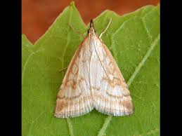 Attēlu rezultāti vaicājumam “Udea lutealis”