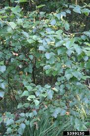 Attēlu rezultāti vaicājumam “Betula pubescens”