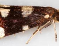 Attēlu rezultāti vaicājumam “Incurvaria praelatella”