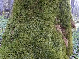 Attēlu rezultāti vaicājumam “Thamnobryum subserratum sporophyte”