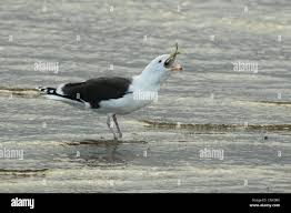 Attēlu rezultāti vaicājumam “Larus marinus adult”