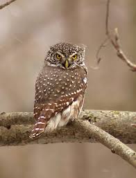 Attēlu rezultāti vaicājumam “Glaucidium passerinum adult”