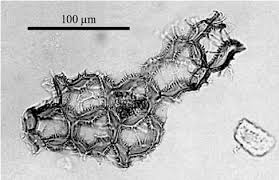 Attēlu rezultāti vaicājumam “Hymenostylium recurvirostrum macro”