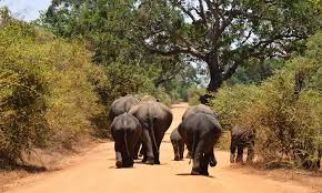 Image result for Яла заповедник