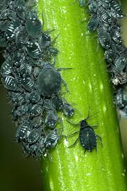 Attēlu rezultāti vaicājumam “Aphis confusa”