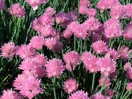 Image result for Allium schoenoprasum
