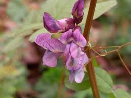 Attēlu rezultāti vaicājumam “Vicia sepium flower”