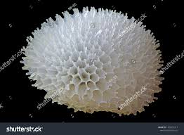 Attēlu rezultāti vaicājumam “Ceratiomyxa porioides”