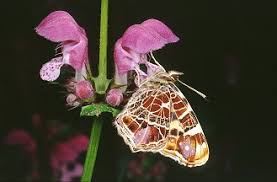 Attēlu rezultāti vaicājumam “Araschnia levana larva”