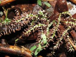 Attēlu rezultāti vaicājumam “Diachea leucopodia young”