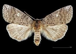 Attēlu rezultāti vaicājumam “Tethea or”