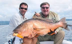 Image result for Lutjanus novemfasciatus