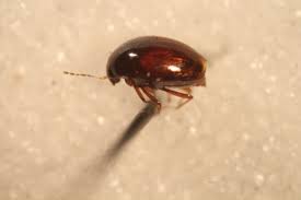 Attēlu rezultāti vaicājumam “Scaphisoma sp.”