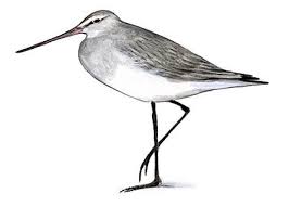 Attēlu rezultāti vaicājumam “Licea pusilla”