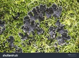 Attēlu rezultāti vaicājumam “Peltigera polydactylon”