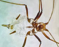 Attēlu rezultāti vaicājumam “Macrosiphoniella absinthii”