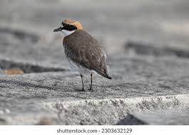 Image result for Charadrius mongolus