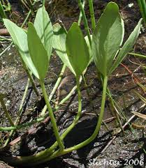 Attēlu rezultāti vaicājumam “Menyanthes trifoliata fruit”