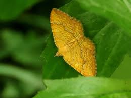 Attēlu rezultāti vaicājumam “Camptogramma bilineata”