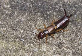 Attēlu rezultāti vaicājumam “Forficula auricularia female”