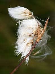 Attēlu rezultāti vaicājumam “Eriophorum gracile fruit”