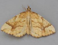 Attēlu rezultāti vaicājumam “Eulithis mellinata”