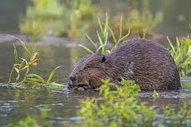 Image result for Castor fiber