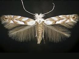 Attēlu rezultāti vaicājumam “Phyllonorycter apparella”