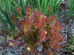 Attēlu rezultāti vaicājumam “Drosera anglica fruit”