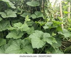 Attēlu rezultāti vaicājumam “Cucurbita pepo leaf”