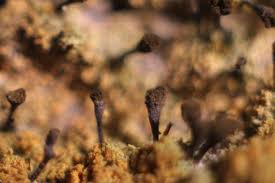 Attēlu rezultāti vaicājumam “Chaenotheca ferruginea”