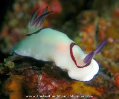 Attēlu rezultāti vaicājumam “Rhynocoris annulatus imago”