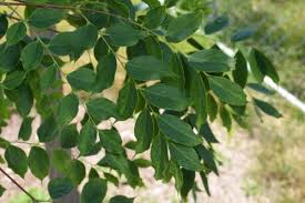 Attēlu rezultāti vaicājumam “Gymnocladus dioicus leaf”