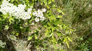 Attēlu rezultāti vaicājumam “Crataegus monogyna subsp. nordica”