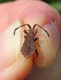 Attēlu rezultāti vaicājumam “Coreus marginatus nymph”