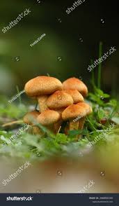 Attēlu rezultāti vaicājumam “Psathyrella lacrymabunda”