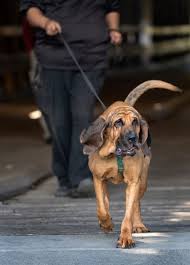 Image result for Carlisle BloodHounds