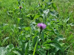 Attēlu rezultāti vaicājumam “Centaurea phrygia”