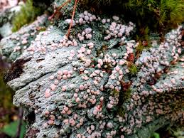 Attēlu rezultāti vaicājumam “Icmadophila ericetorum”