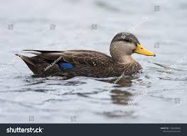 Image result for Anas rubripes