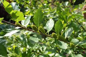Attēlu rezultāti vaicājumam “Betula humilis leaf”