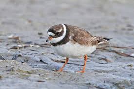 Attēlu rezultāti vaicājumam “Charadrius hiaticula adult”