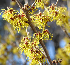 Attēlu rezultāti vaicājumam “Hamamelis virginiana flower”