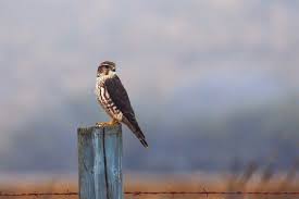 Image result for Falco columbarius