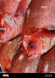 Image result for Rhomboplites aurorubens